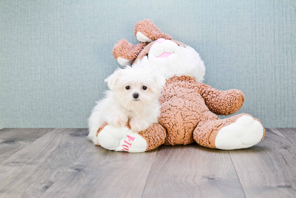 Maltese Puppy for Adoption