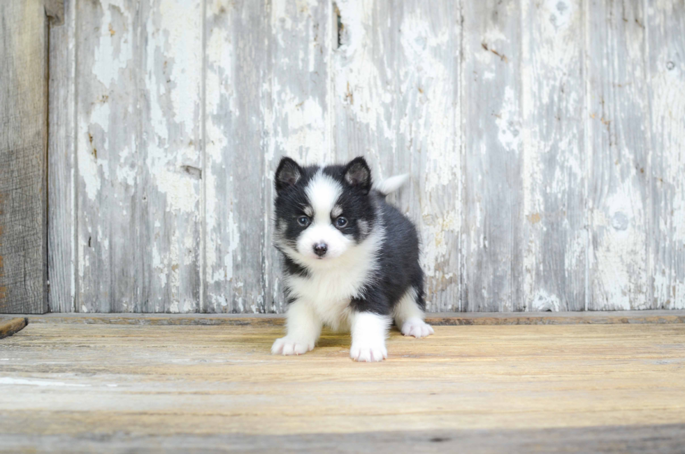 Cute Pomsky Baby