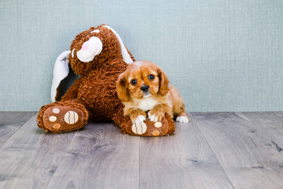 Cavalier King Charles Spaniel Pup Being Cute