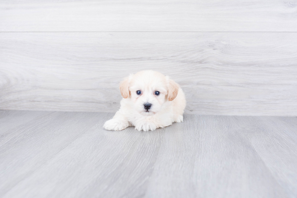 Maltipoo Pup Being Cute