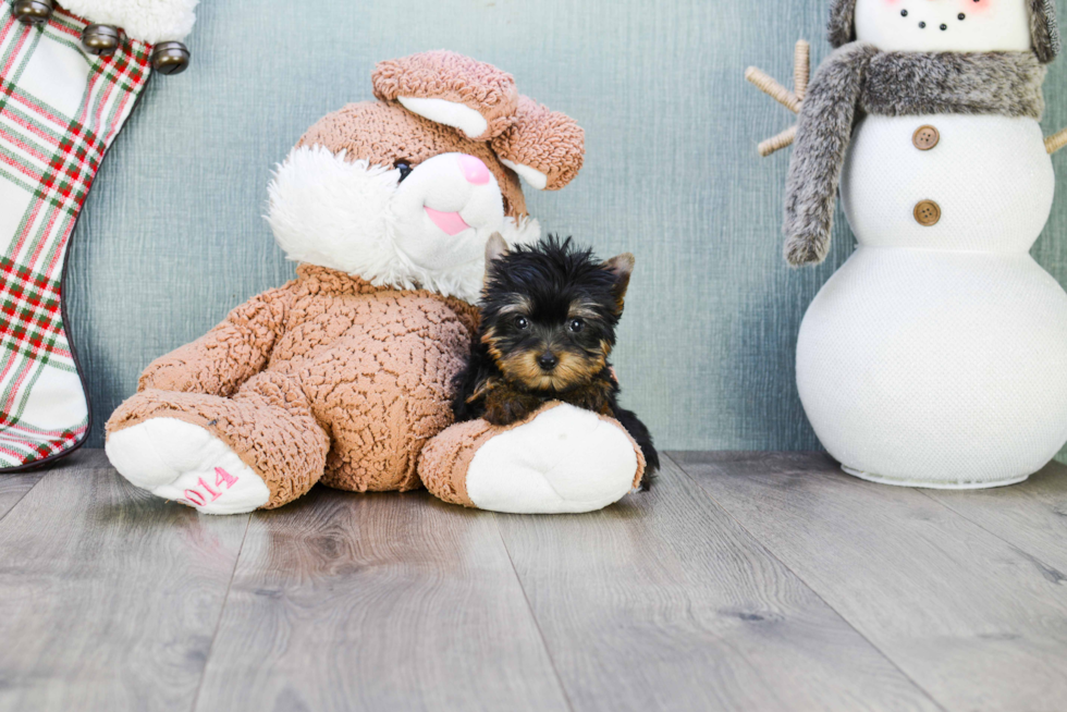 Meet Zoro - our Yorkshire Terrier Puppy Photo 