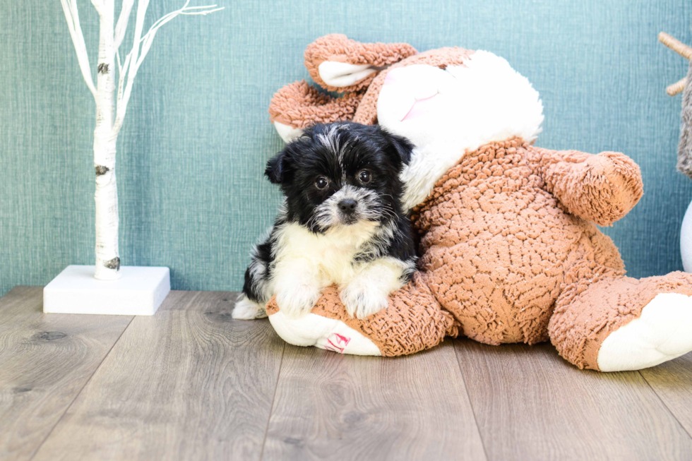 Meet Teacup-Nate - our Yorkshire Terrier Puppy Photo 