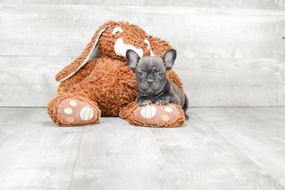 Little French Bulldog Baby