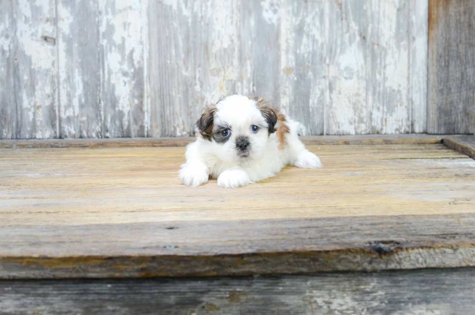 Fluffy Teddy Bear Designer Pup