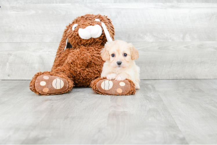 Cavachon Puppy for Adoption