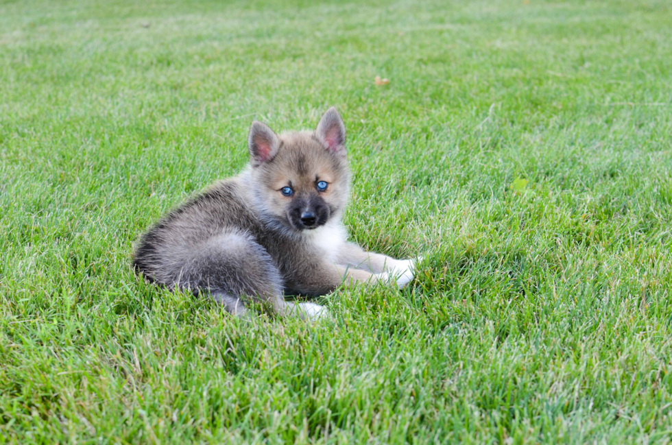 Energetic Mini Husky Designer Puppy