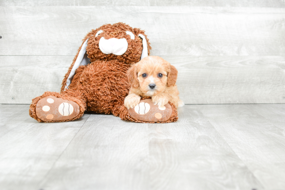 Cavapoo Pup Being Cute