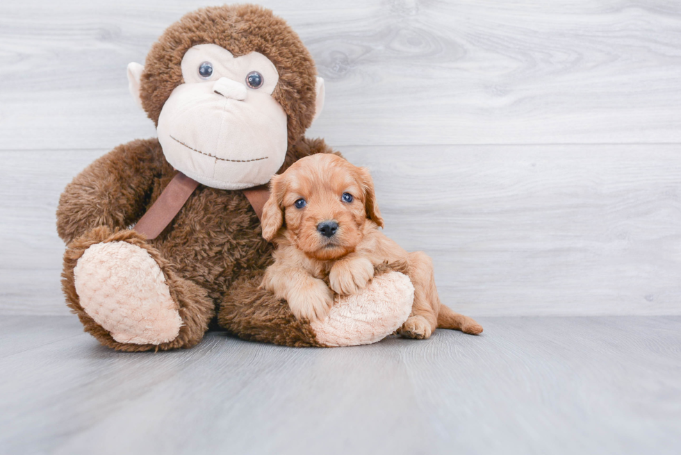 Energetic Cavoodle Poodle Mix Puppy