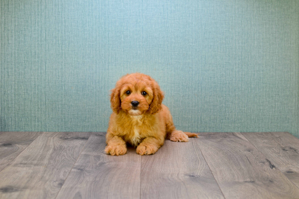 Cavapoo Puppy for Adoption