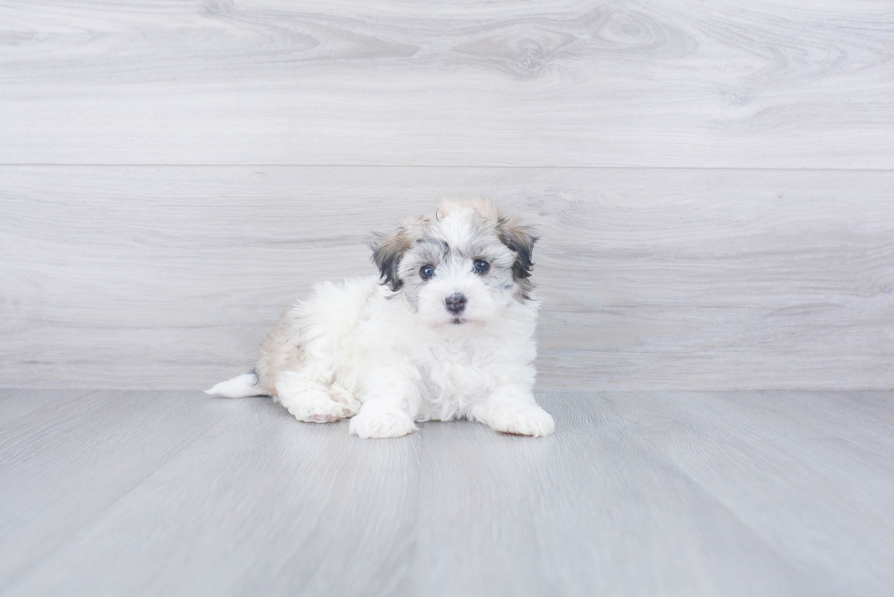 Havanese Puppy for Adoption