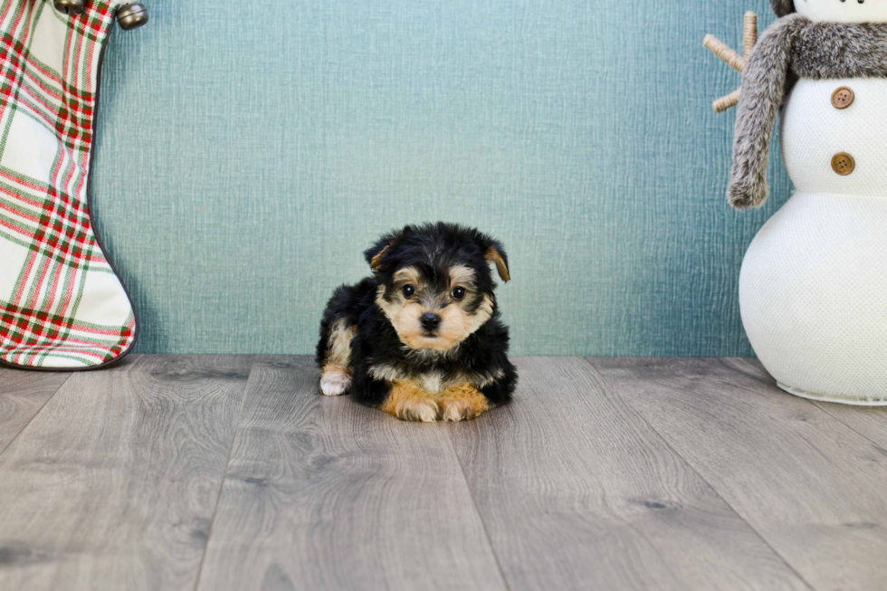 Hypoallergenic Yorkie Designer Puppy