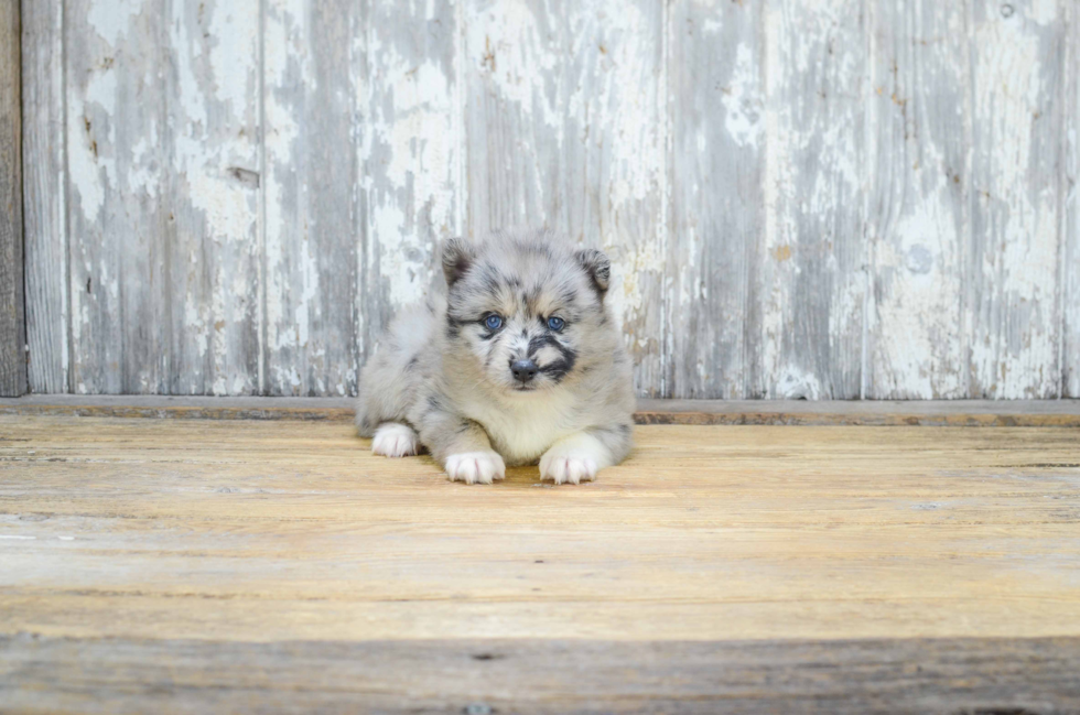 Pomsky Pup Being Cute