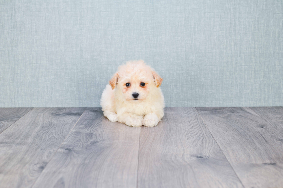 Maltipoo Puppy for Adoption