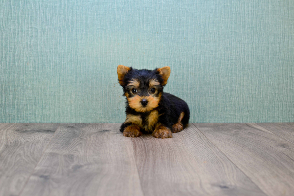 Meet Tinkerbell - our Yorkshire Terrier Puppy Photo 