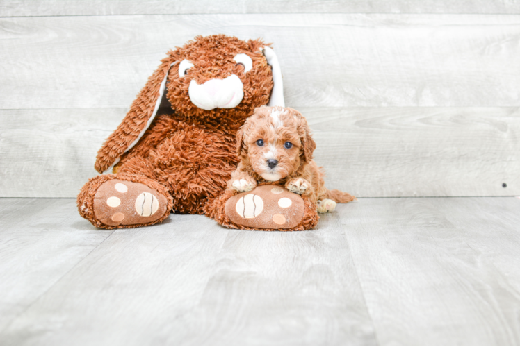 Happy Cavapoo Baby