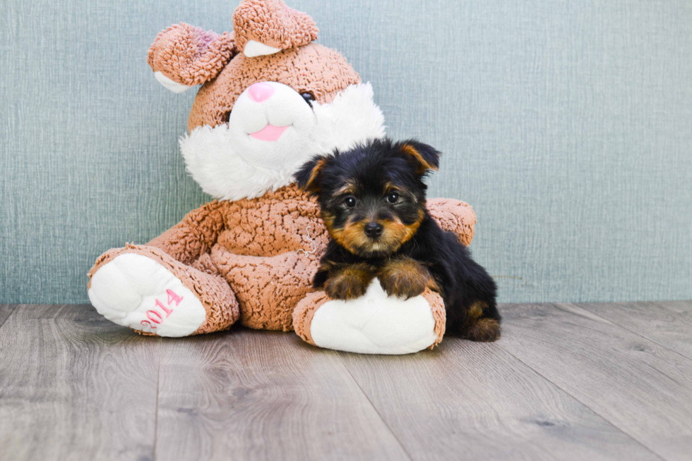 Meet Zoro - our Yorkshire Terrier Puppy Photo 