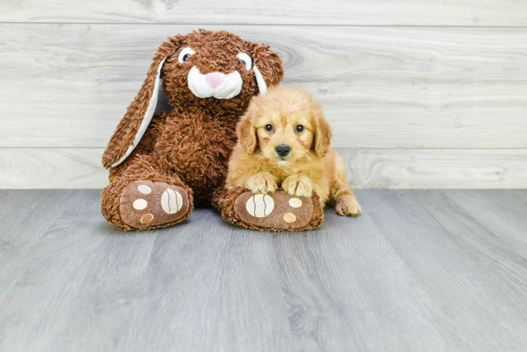 Petite Mini Goldendoodle Poodle Mix Pup