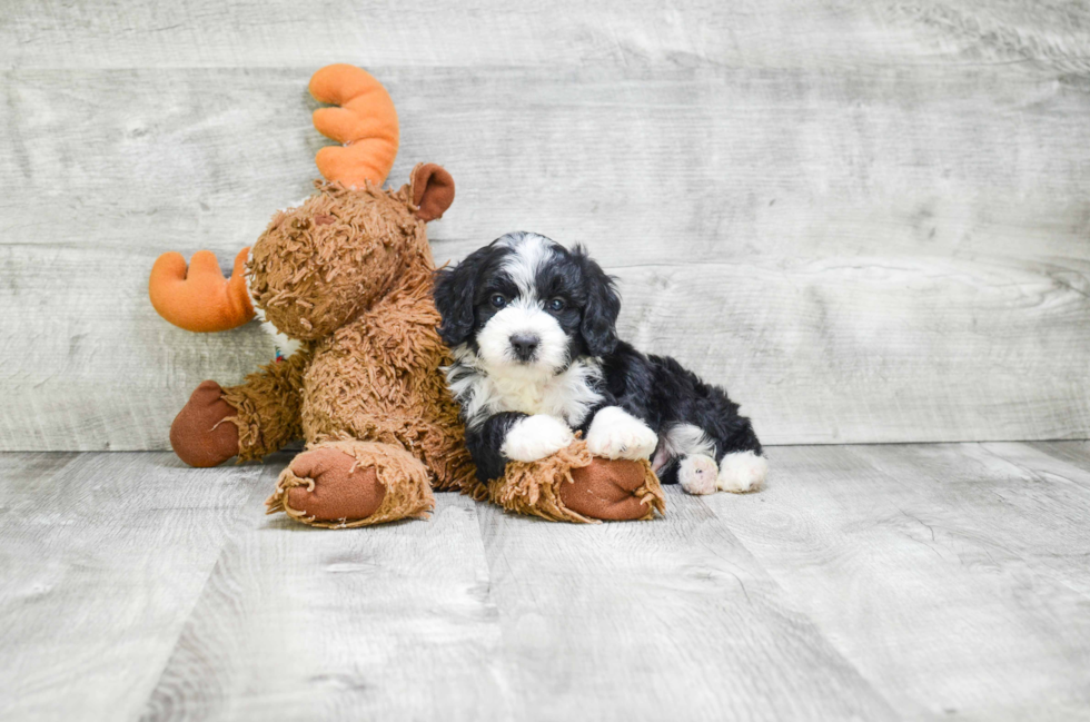 Smart Mini Bernedoodle Poodle Mix Pup