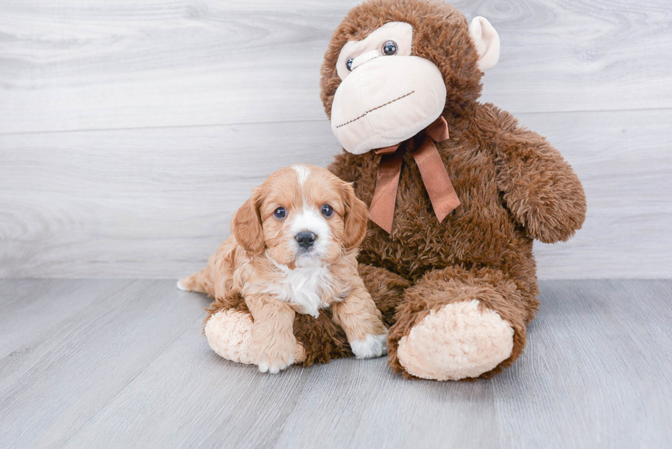 Little Cavoodle Poodle Mix Puppy