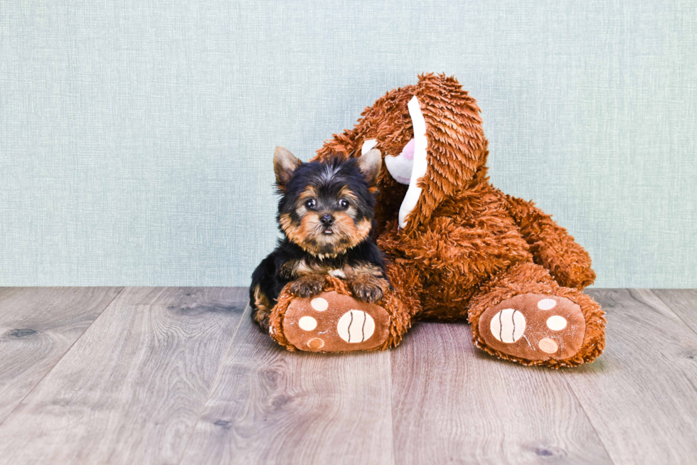 Meet Ronaldo - our Yorkshire Terrier Puppy Photo 