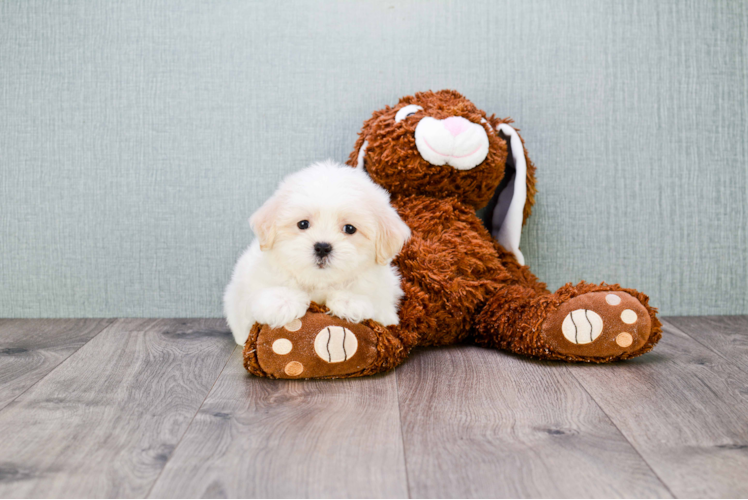 Smart Teddy Bear Designer Pup