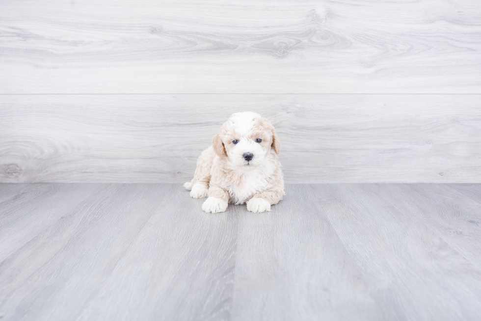 Mini Bernedoodle Pup Being Cute