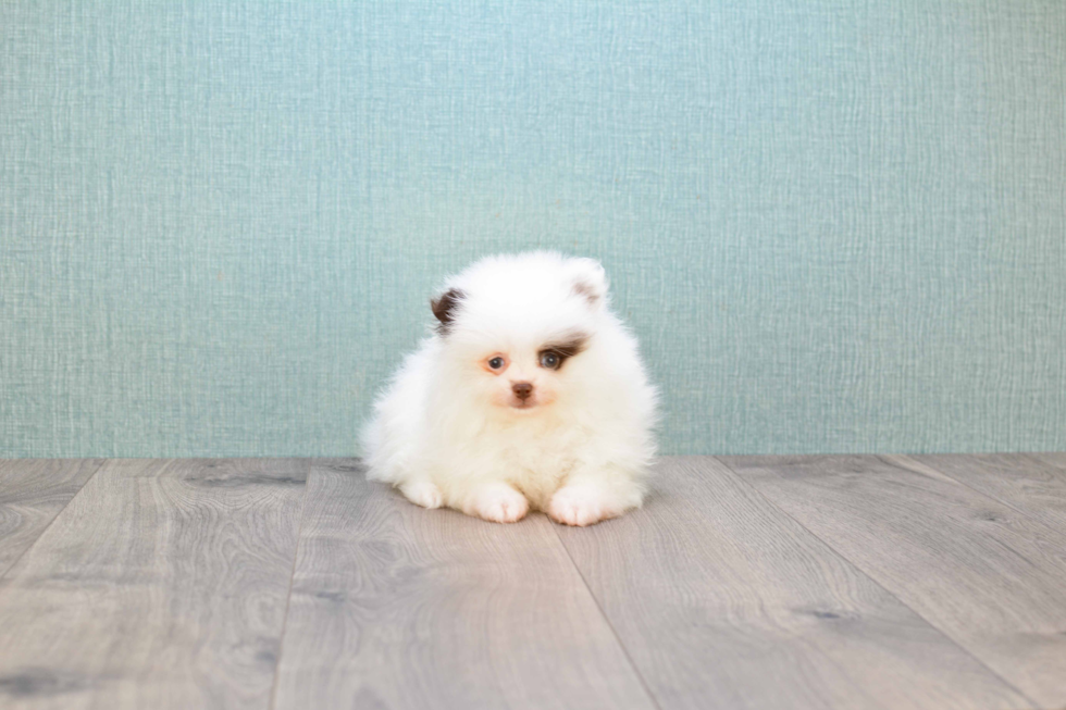 Best Pomeranian Baby