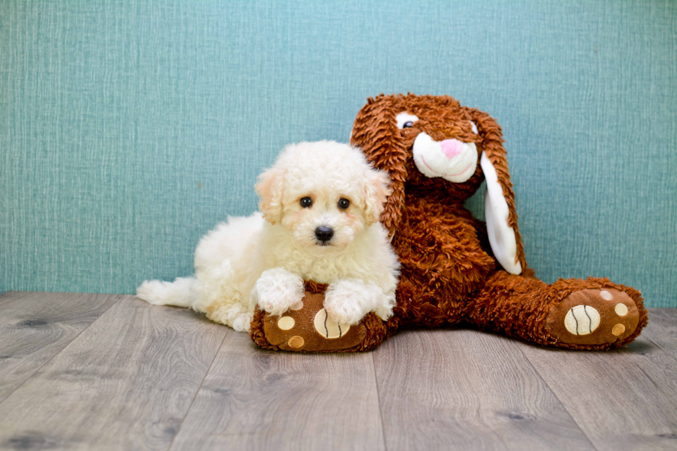 Fluffy Maltipoo Poodle Mix Pup
