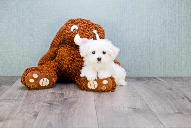 Petite Maltipoo Poodle Mix Pup