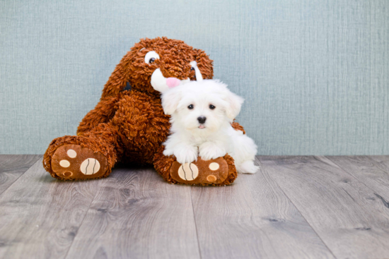 Petite Maltipoo Poodle Mix Pup