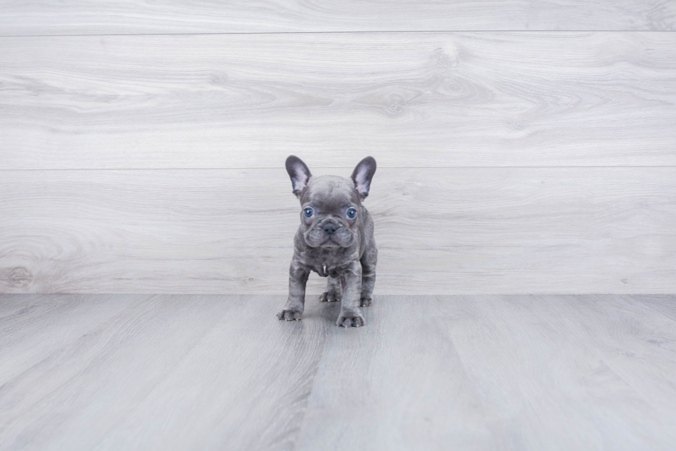 Akc Registered French Bulldog Purebred Pup