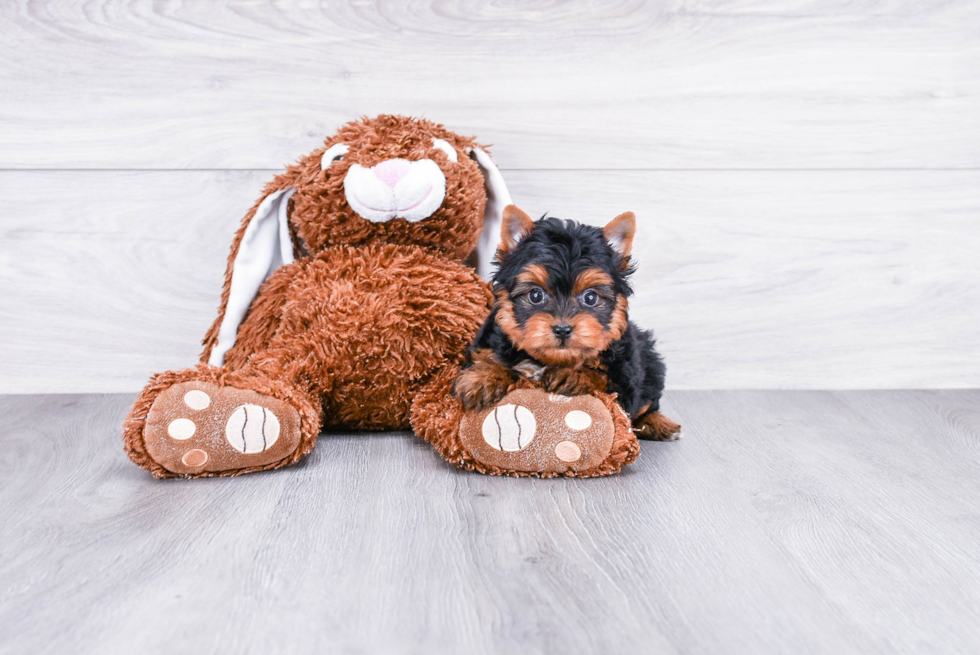 Meet Ronaldo - our Yorkshire Terrier Puppy Photo 