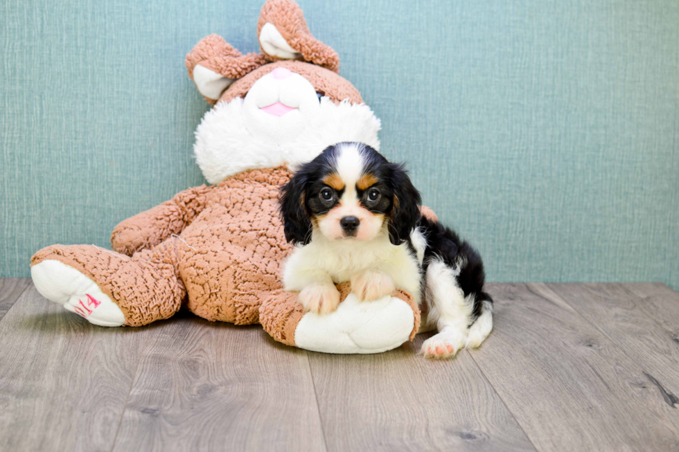 Cavalier King Charles Spaniel Pup Being Cute