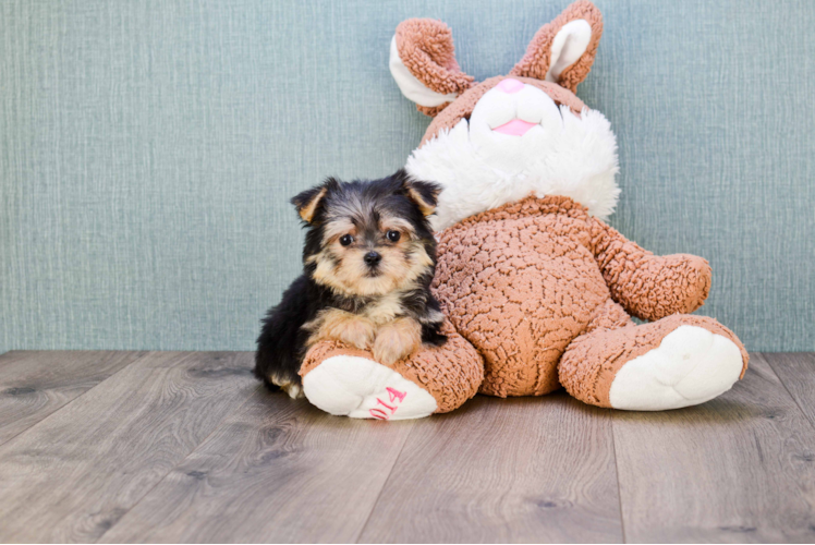 Morkie Pup Being Cute