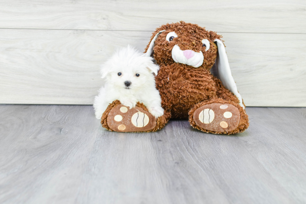 Maltese Puppy for Adoption