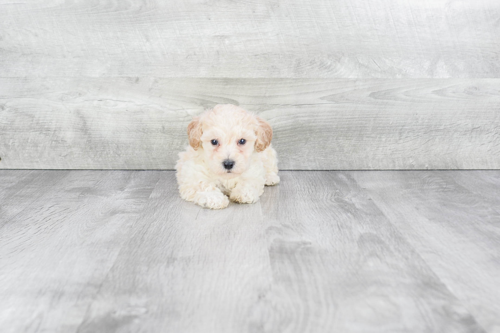 Popular Maltipoo Poodle Mix Pup