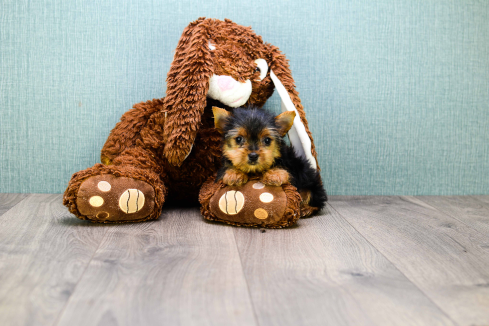 Meet Tinkerbell - our Yorkshire Terrier Puppy Photo 