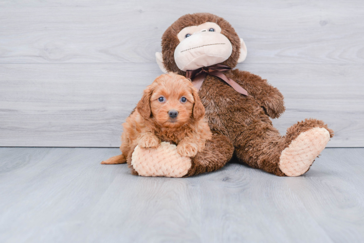 Fluffy Mini Goldendoodle Poodle Mix Pup