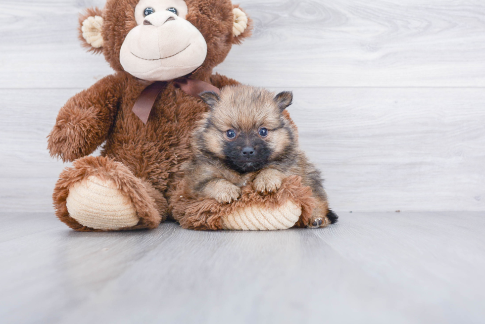 Energetic Pomeranian Purebred Puppy