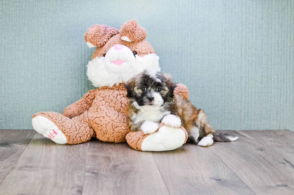 Popular Teddy Bear Designer Pup