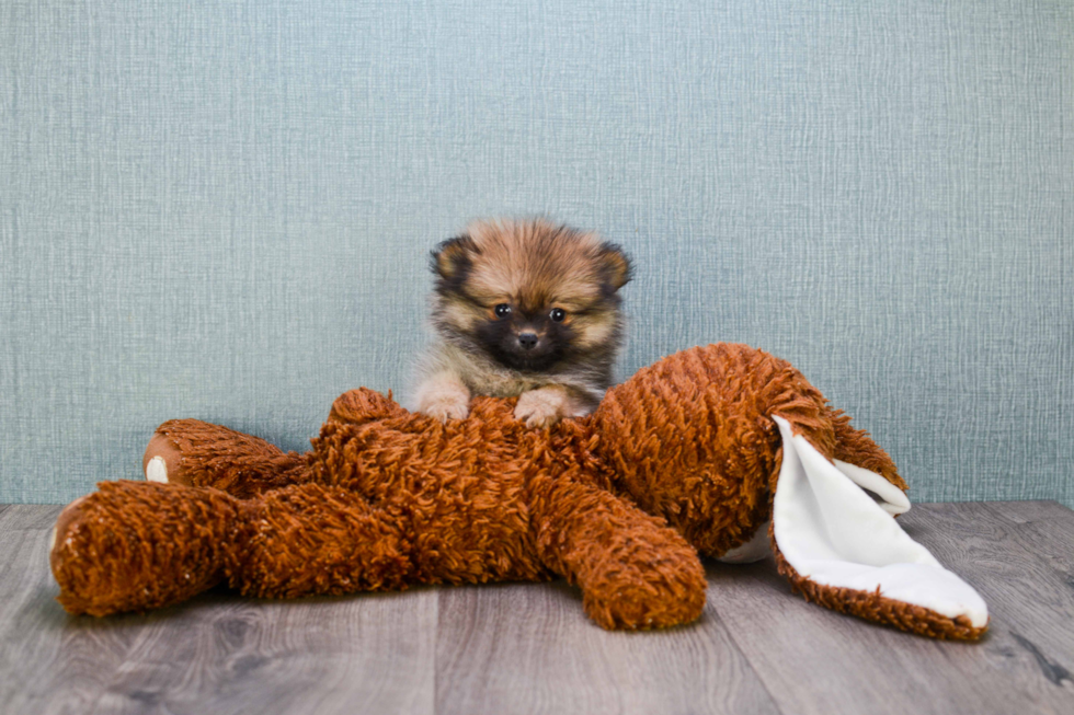 Pomeranian Puppy for Adoption