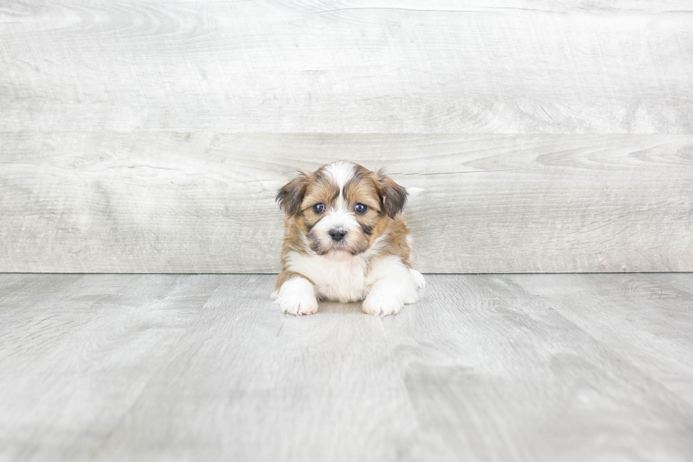 Fluffy Teddy Bear Designer Pup