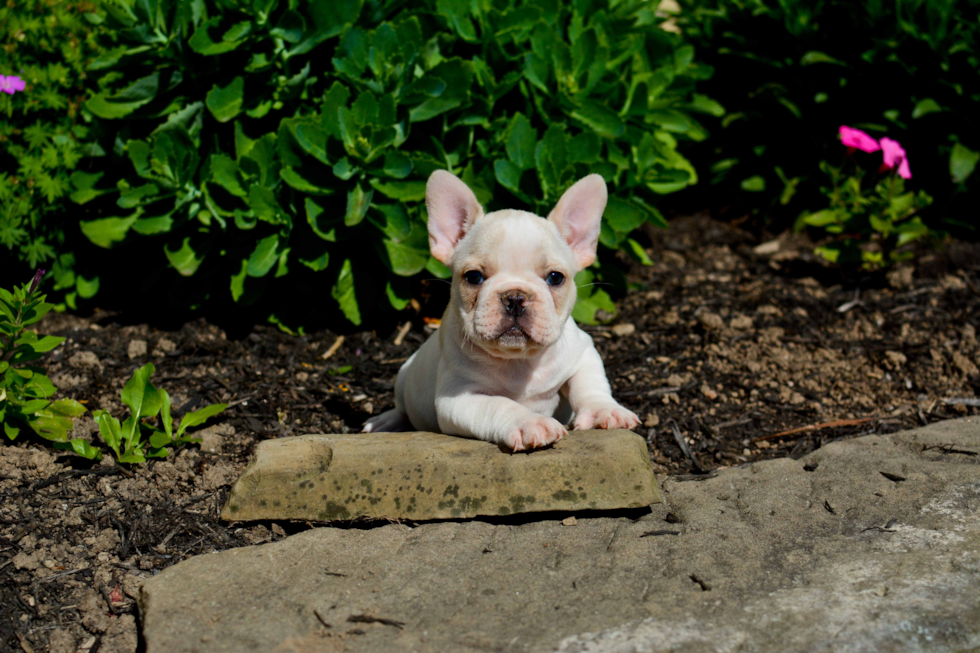 Fluffy Frenchie Purebred Puppy