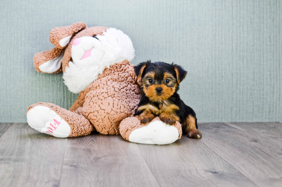 Meet Twinkle - our Yorkshire Terrier Puppy Photo 