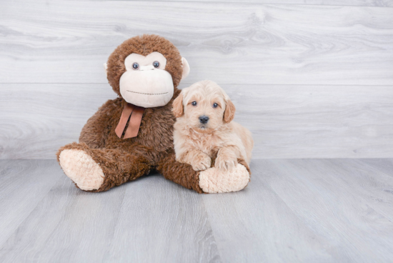 Cute Mini Goldendoodle Baby