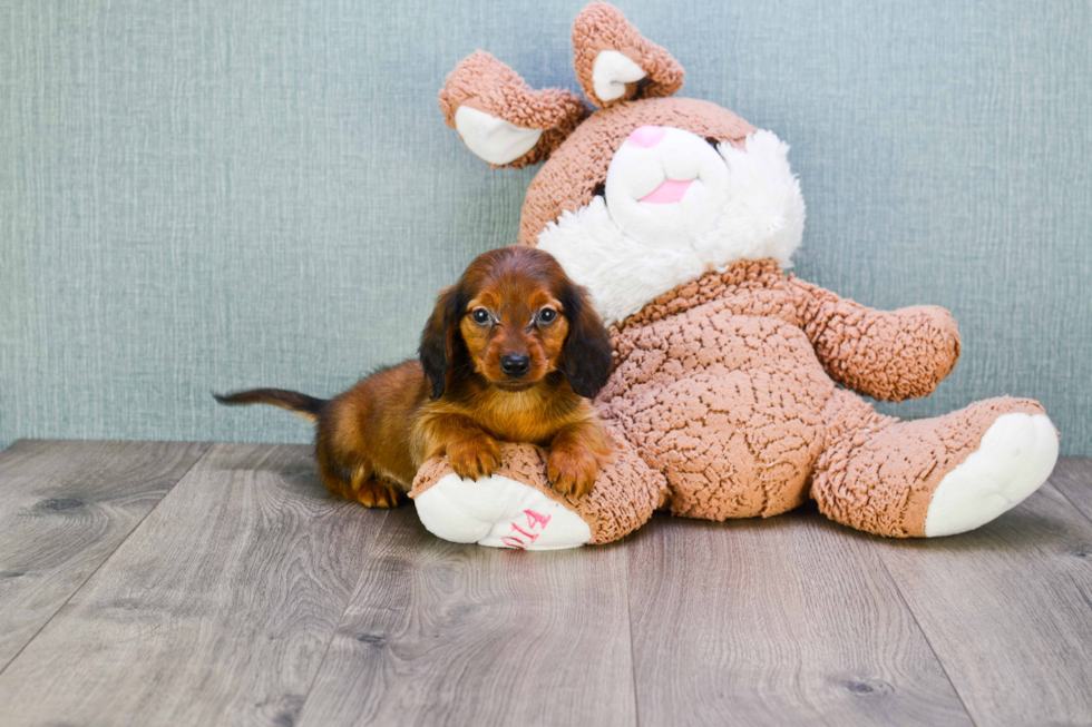 Cute Dachshund Baby