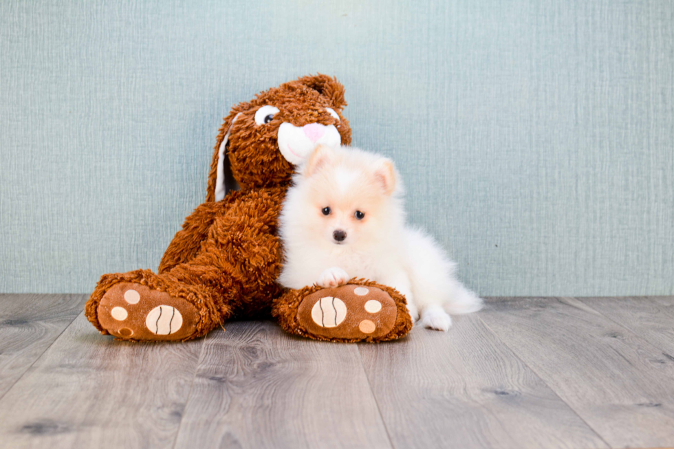 Akc Registered Pomeranian Purebred Pup