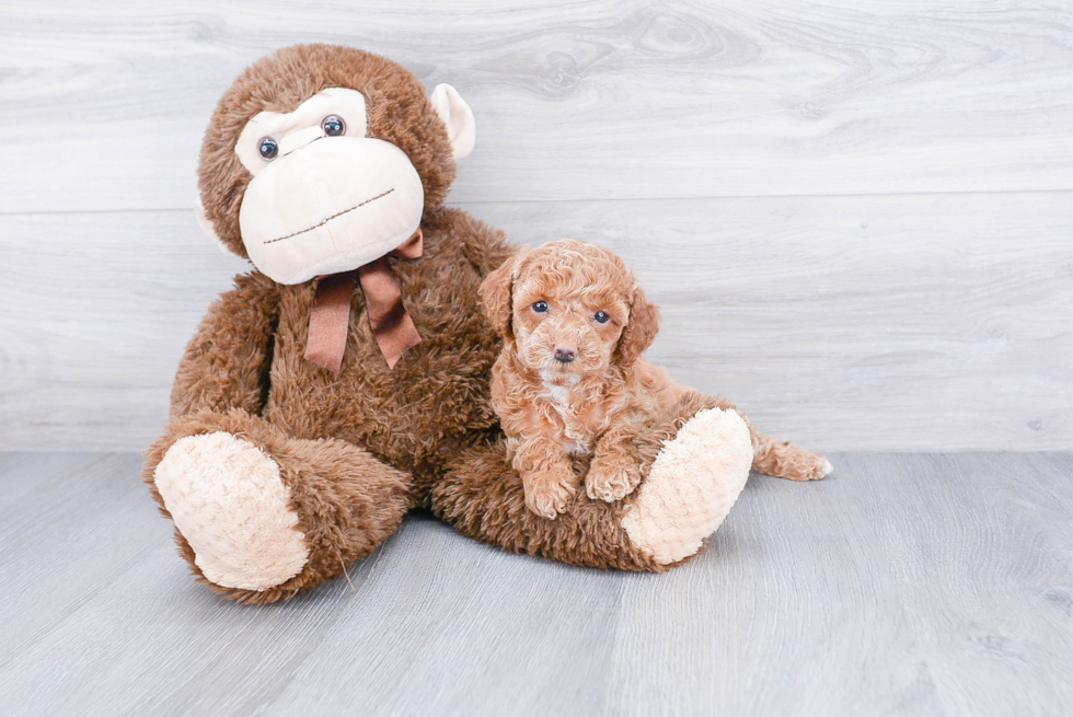 Best Cockapoo Baby