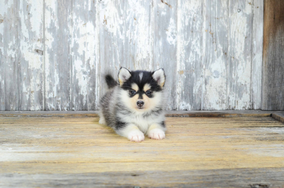 Pomsky Puppy for Adoption