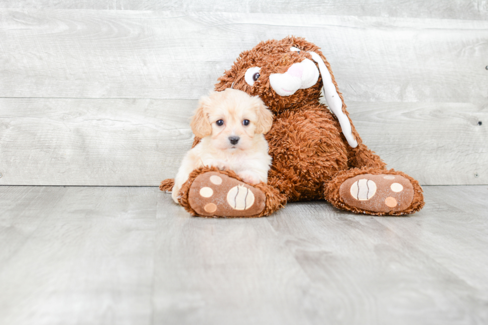 Friendly Cavachon Baby